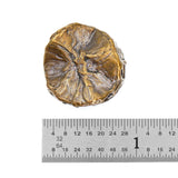 (bzbd104-9472) Bronze Hollow Round Bead