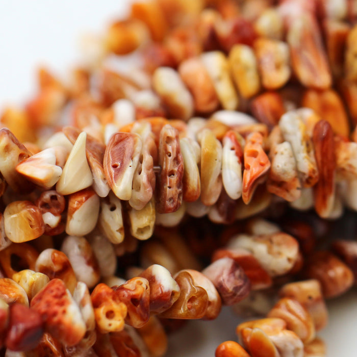 (spiny005) Spiny Oyster Shards