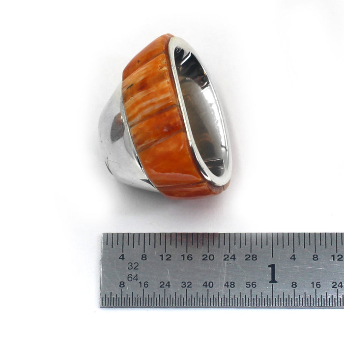 (IC012) Spiny Oyster Cones